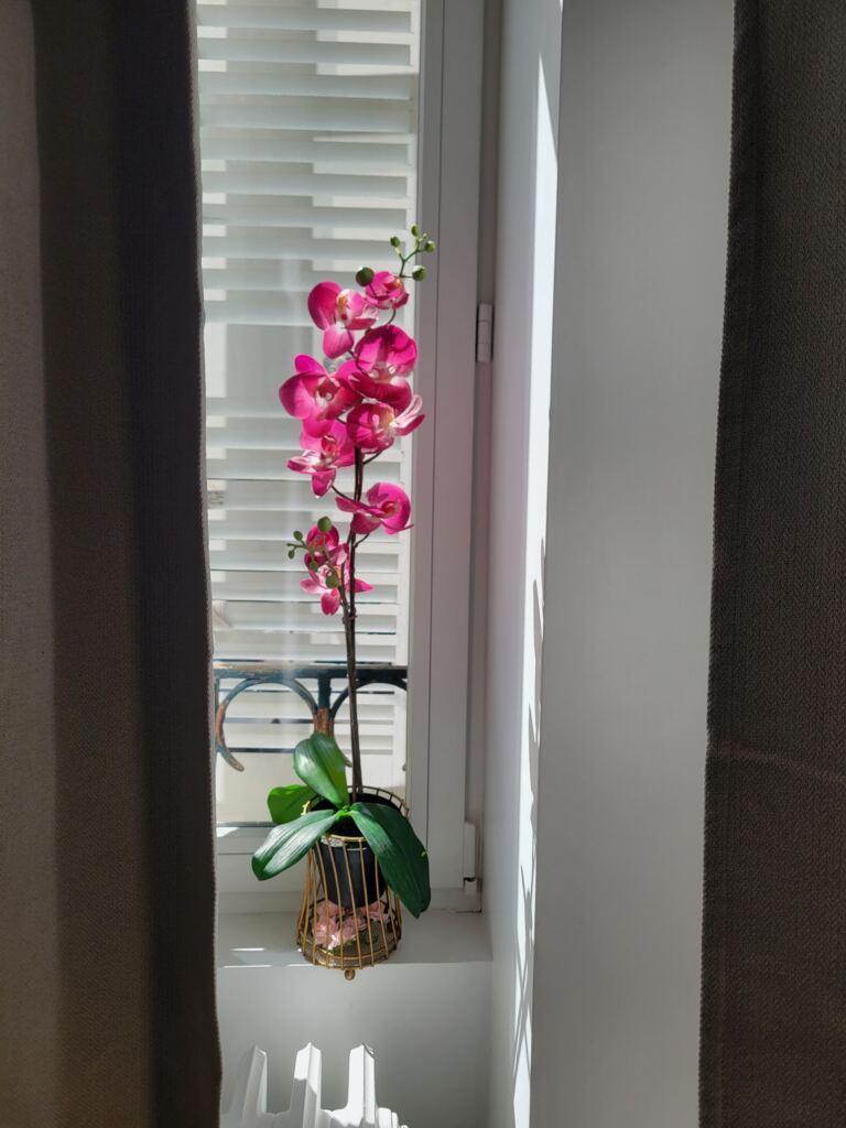 L’univers Élixir, institut de beauté holistique à Royat Orchidée dans la lumière de l’institut de beauté à Royat